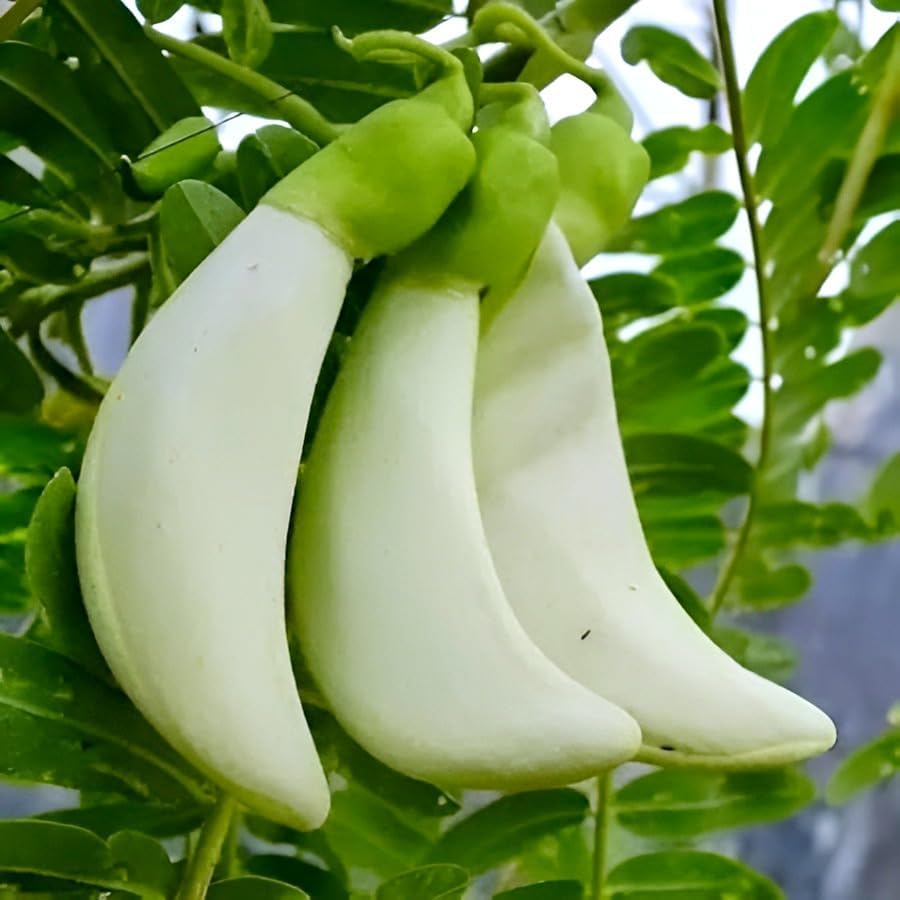Image of Bok Live Flower Plant for Garden Balcony Outdoor Natural Fragrance | Healthy Nursery Plant with Seasonal Blooms | Ideal for Pots Terrace Landscaping and Refreshing Floral Ambience