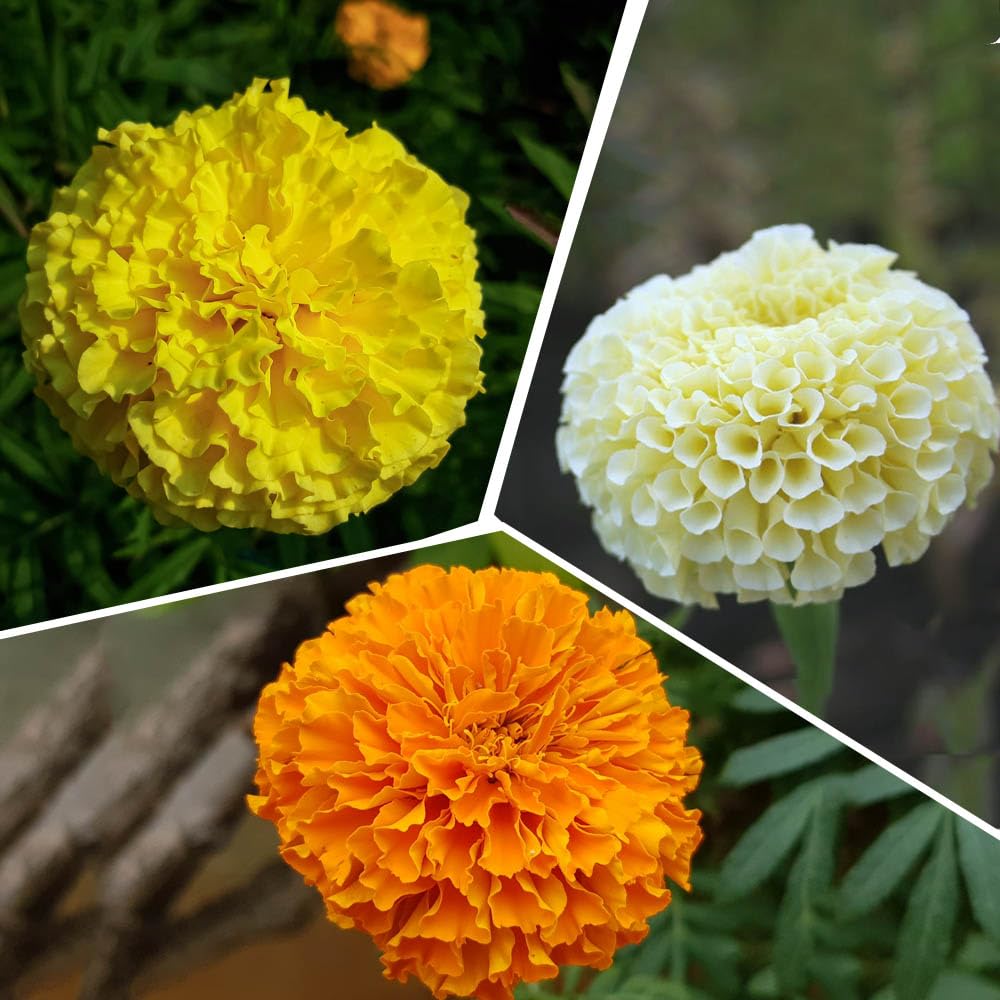Genda flower plant,plant for genda flower (Pack of 4) (B0CT3KBYRZ) Amazon Price History, Amazon Price Tracker
