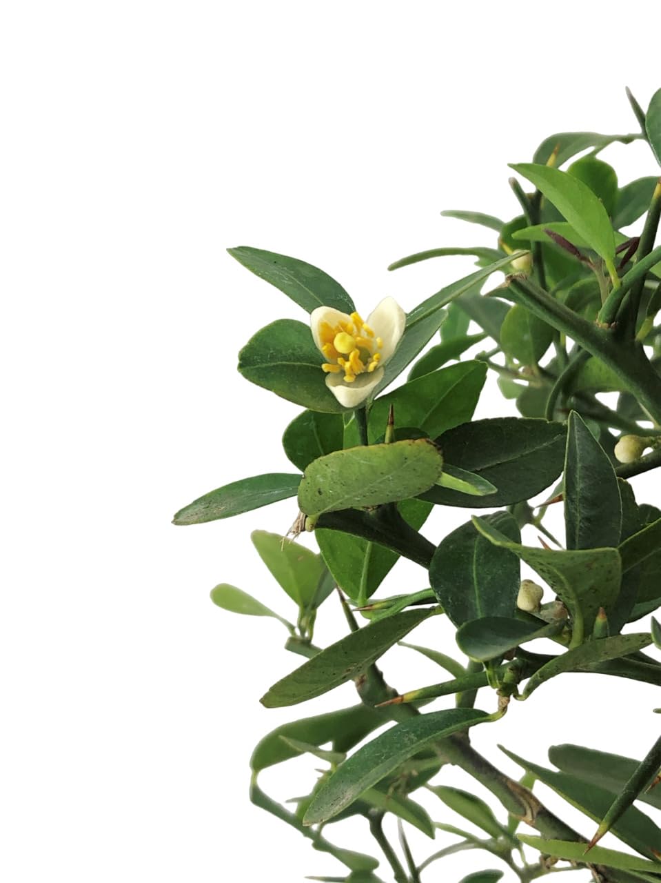 Pianta di Finger Lime/Caviale di Limone - Citrus australasica - H50-60cm - vaso ø18 (Bianco)