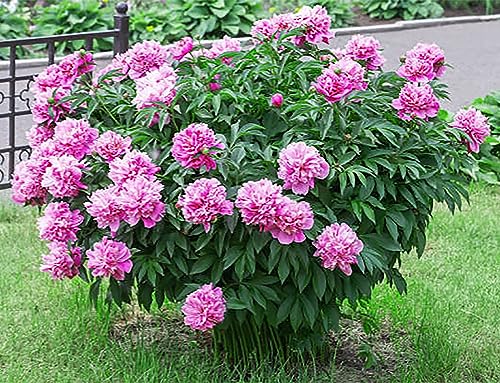Mons Jules Elie Peony - Double Pink Bomb Peony Bare Root 3-5 Eyes | Delightful Fragrance | Bare Root Peony for Spring Planting