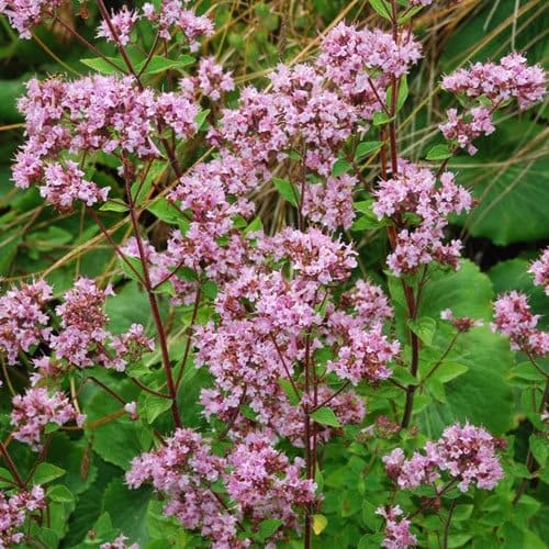 Plant World Seeds - Herb Oregano 'Greensleeves' Seeds (Herb Seeds)