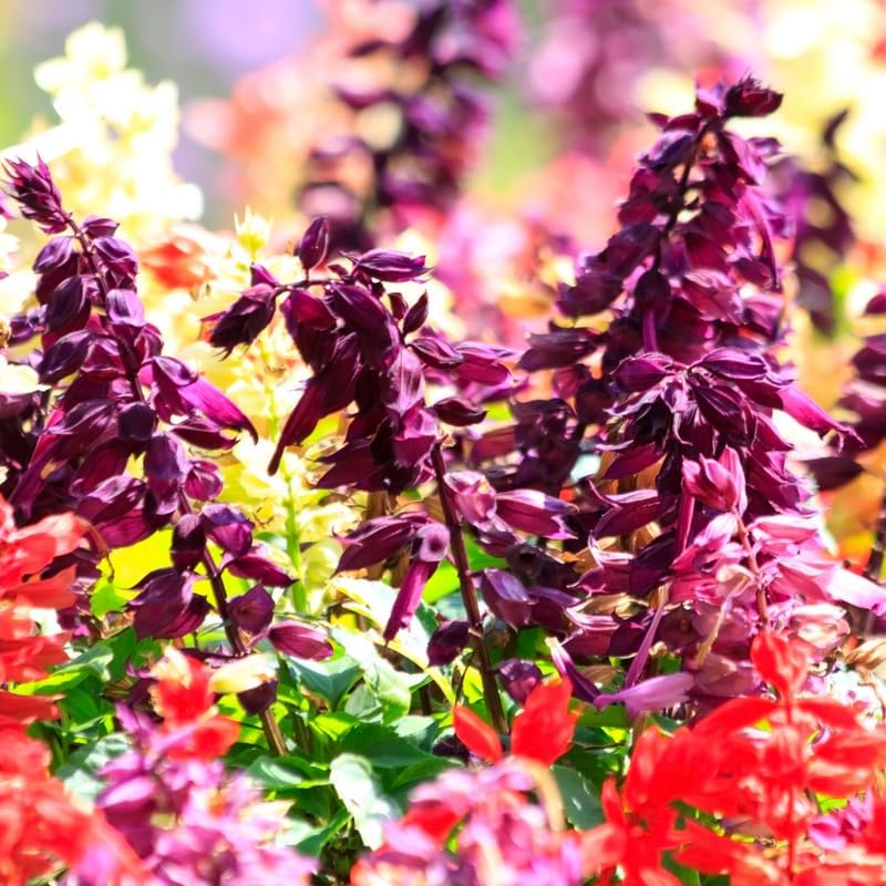 Miniatura 2 de 2 plantas de salvia vivas, arbustos de salvia para plantar al aire libre, plantas con flores de salvia rosa de 4 a 7 pulgadas de alto en maceta para