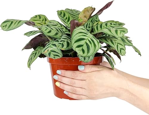 Miniatura 9 de Calathea Burle Marx - Planta de oración de espina de pescado (maceta minimalista blanca de 6 pulgadas con platillo) - Plantas de Calathea - Plantas