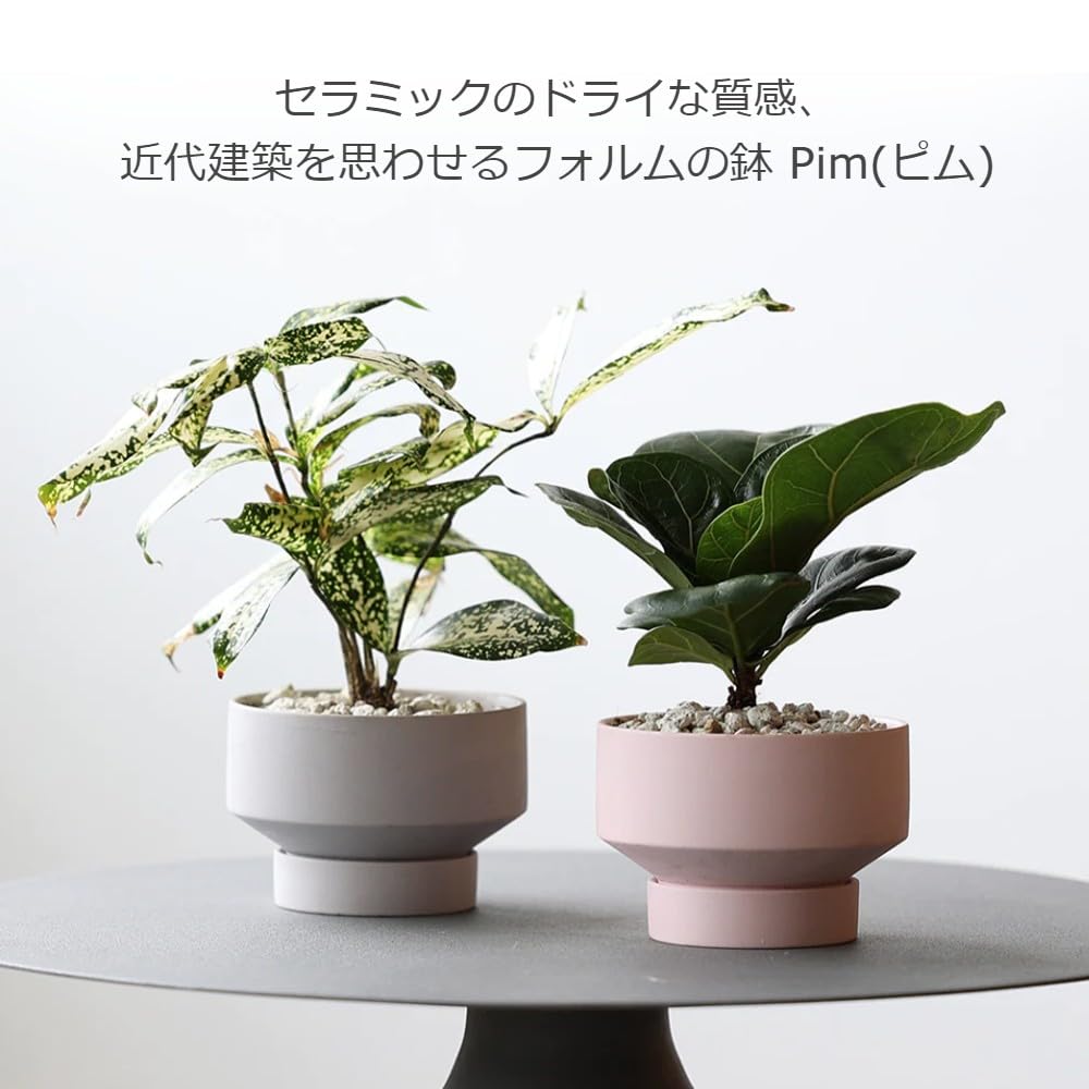 Amazon.co.jp: Magnet マグネットプランター Pim ピム (パール
