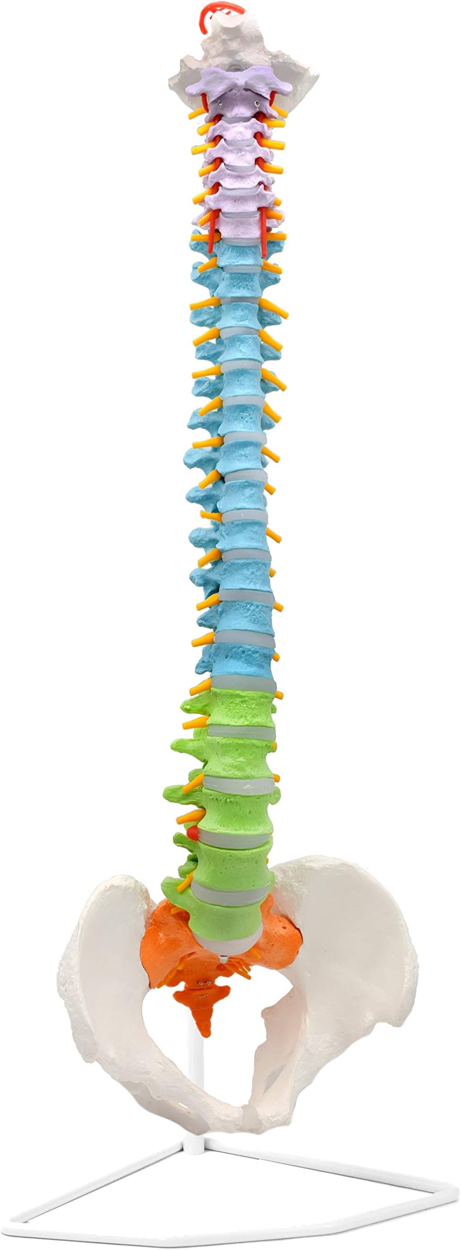 hBARSCI Flexible Human Spine Model with Pelvis - Color Coded Cervical, Thoracic & Lumbar Vertebrae - Life Sized, 31.5" Tall - Medical Quality for Chiropractors