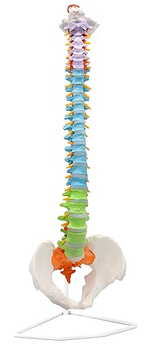 Modelo anatómico médico de columna vertebral flexible didáctico a color tamaño real 315 de altura