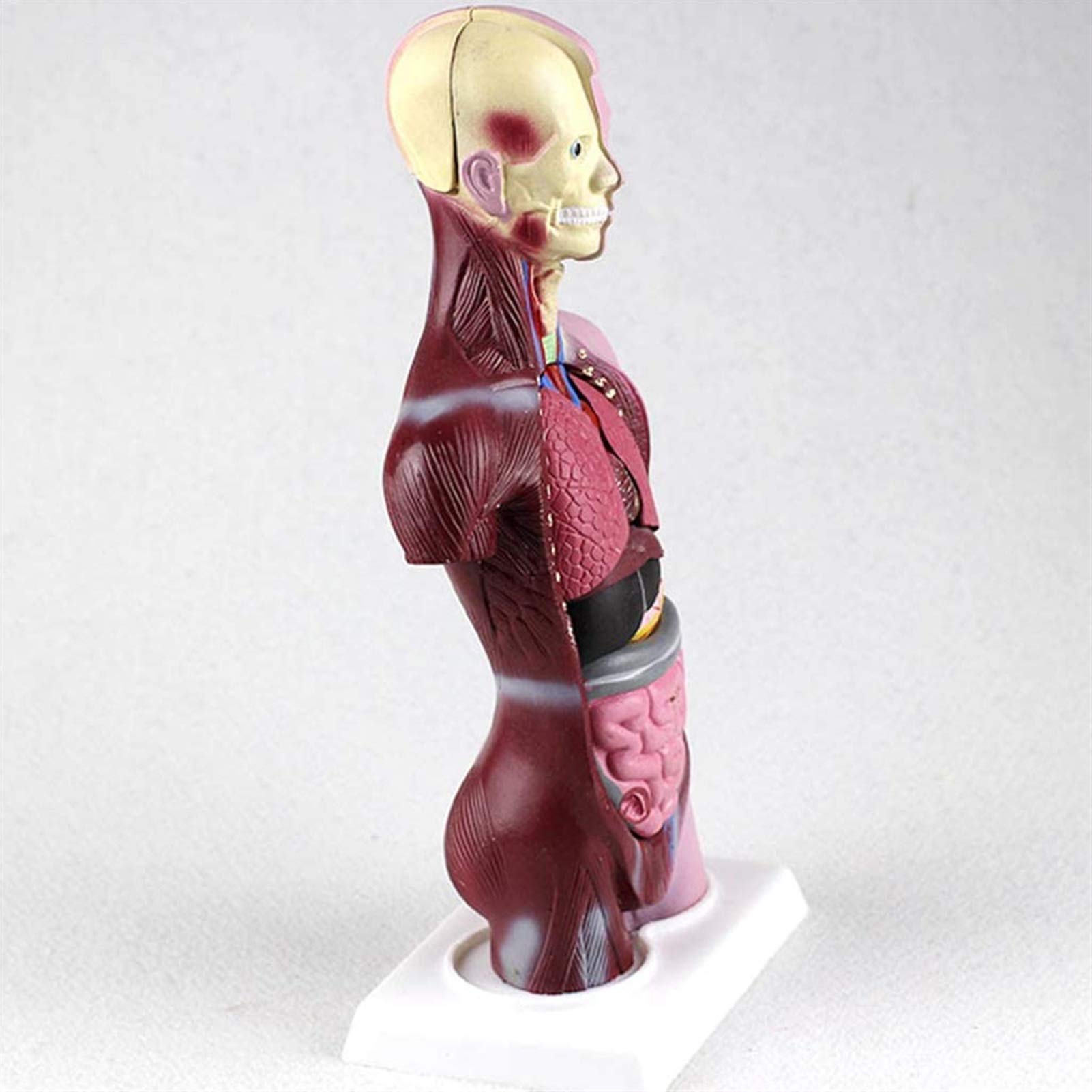 Model studyjny 28CM Mini Model anatomiczny tułowia Model anatomiczny do nauki w klasie Wyświetlacz Model medyczny, modele medyczne i materiały edukacyjne