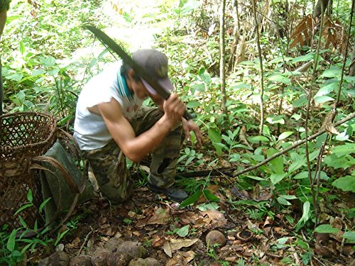 Naturkost Schulz - BIO Paranusskerne / BIO Paranüsse, Wildwuchs aus den Amazonas Gebieten - SPARPACK (1000g)