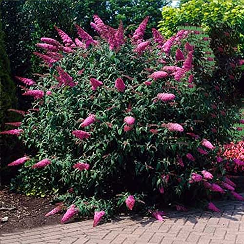 Arbre aux papillons Buddléia de David Sugar Plum Arbuste rustique | 15-30 cm (pot inclus)