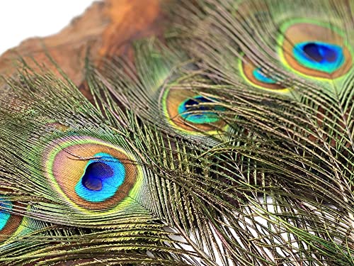 Moonlight Feather 50 Pieces - 20-25" Natural Long Peacock Tail Eye Wholesale Feathers (Bulk) Halloween Craft Supply #TOP5