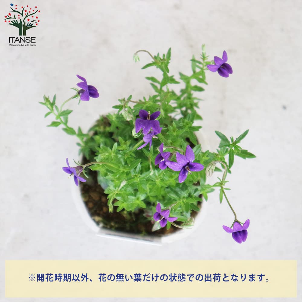 Amazon.co.jp: モノプシス パープルオーエン 9cmポット 2個セット