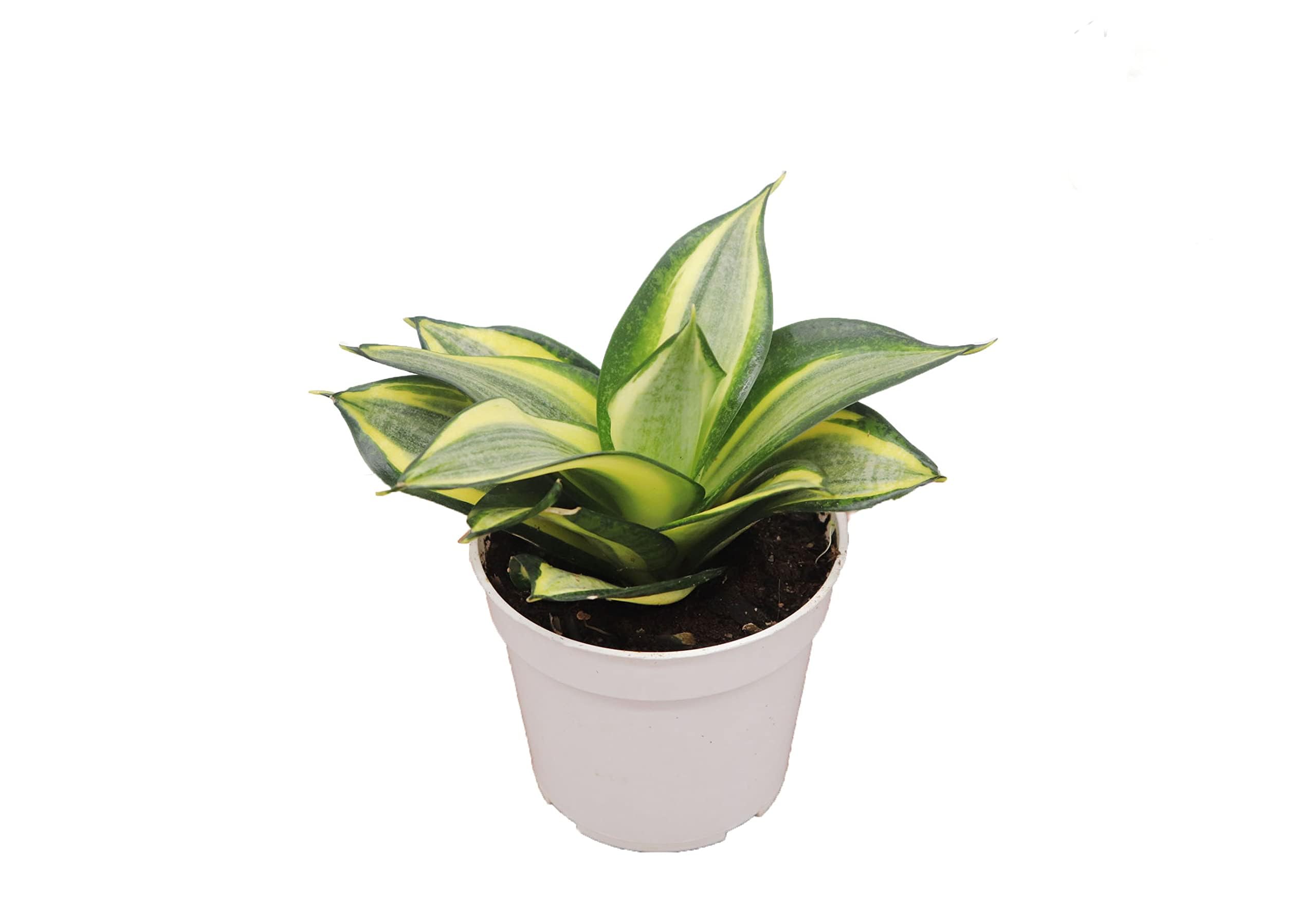 plants schefflera Schefflera arboricola (Dwarf Umbrella Tree)