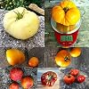 Bunter Beefsteak Tomaten Mix 20 Samen -Viele verschiedene Riesen Tomaten-