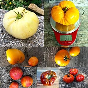Bunter Beefsteak Tomaten Mix 20 Samen -Viele verschiedene Riesen Tomaten-