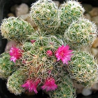 9GreenBoxs: Pincushion Cactus Mix 50 Seeds - Mammillaria Mix