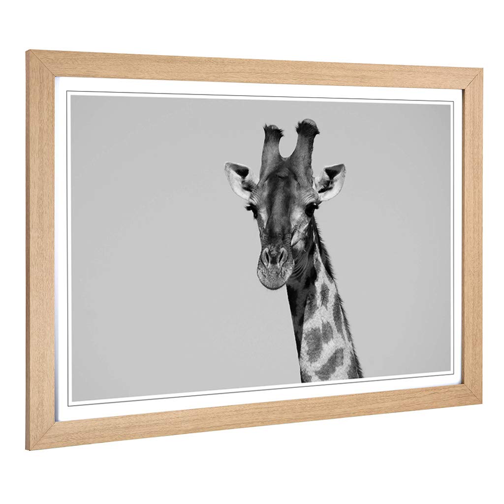 Big Box Art Framed Print of Giraffe Design | Wall Art Picture | Home Decor for Kitchen, Living, Dining Room, Lounge, Bedroom, Hallway, Office, Oak, A2 / 24.5x18 Inch / 62x45cm