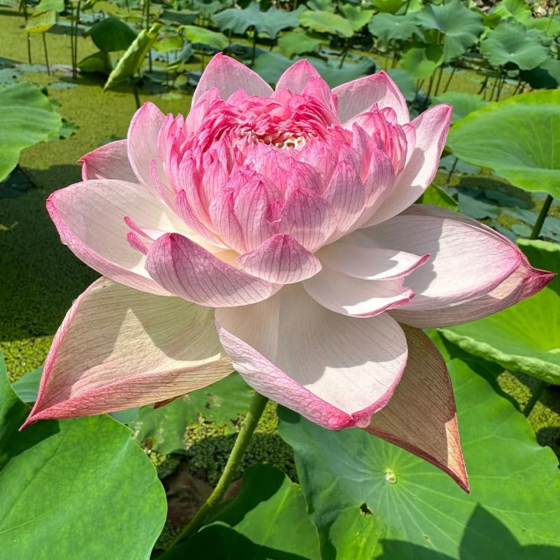 250 Hardy Lotus Seeds for Ornamental Lotus Flowers. Lotus Root