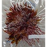 もみじ葉 塩漬け 業務用 料理飾り用 紅葉葉（紅葉） 約50枚入 たつみ 冷凍保存可 盛り付け用飾り葉 日本料理 和食用 飾り葉材