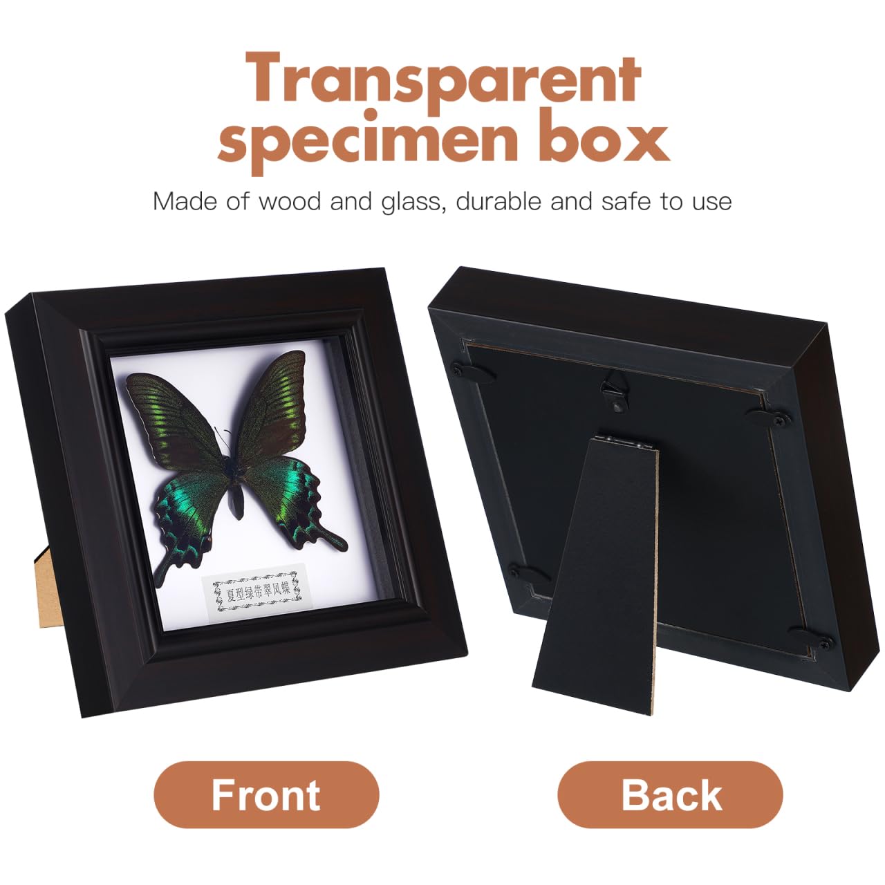 Cadre pour exemplaires de Morpho Bleu Exquis Encadré et monté en Noir pour présenter des curiosités comme décoration de Table à Suspendre