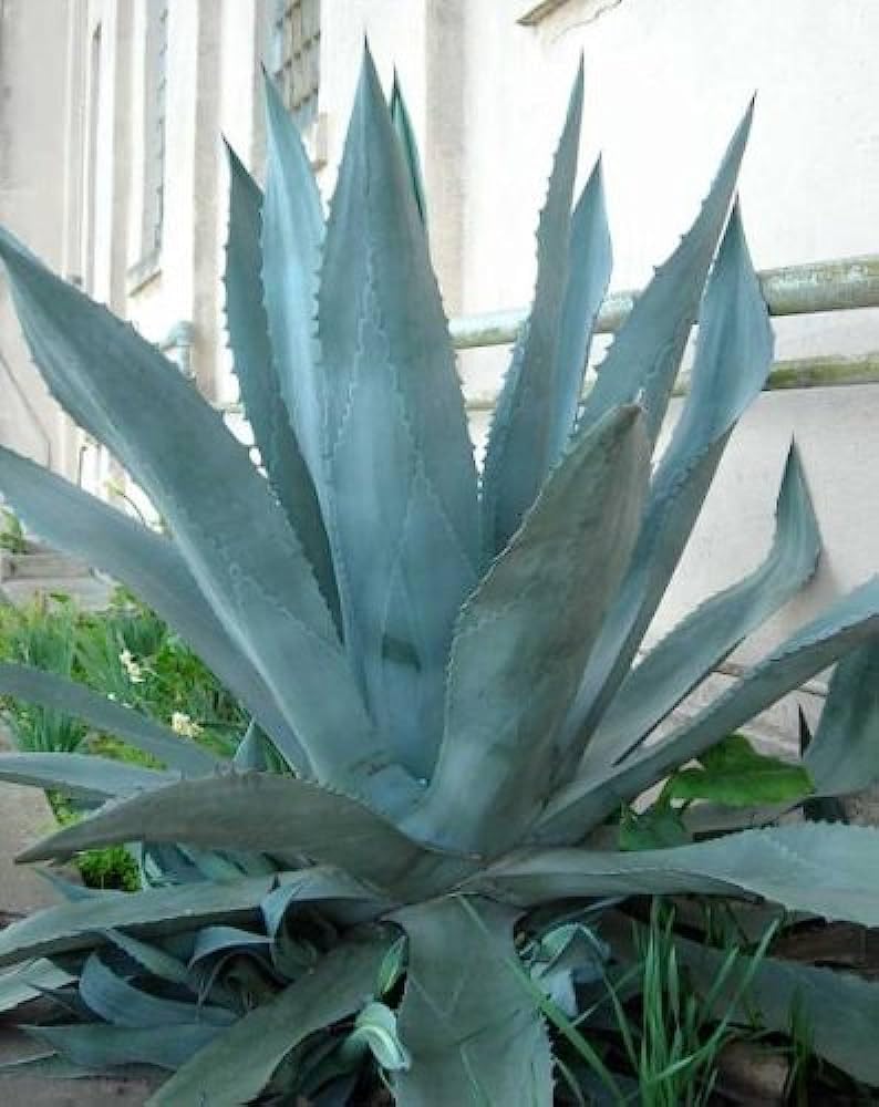 See full amazon price history chart for Anuraj farms Agave americana, Century Plant - Succulent Plant, Agave/Asparagaceae genera/Agavoideae Beautiful Charming Plant Anuraj farms Agave americana, Century Plant - Succulent Plant, Agave/Asparagaceae genera/Agavoideae Beautiful Charming Plant (B0CCJXR7TH) Amazon Price History, Amazon Price Tracker