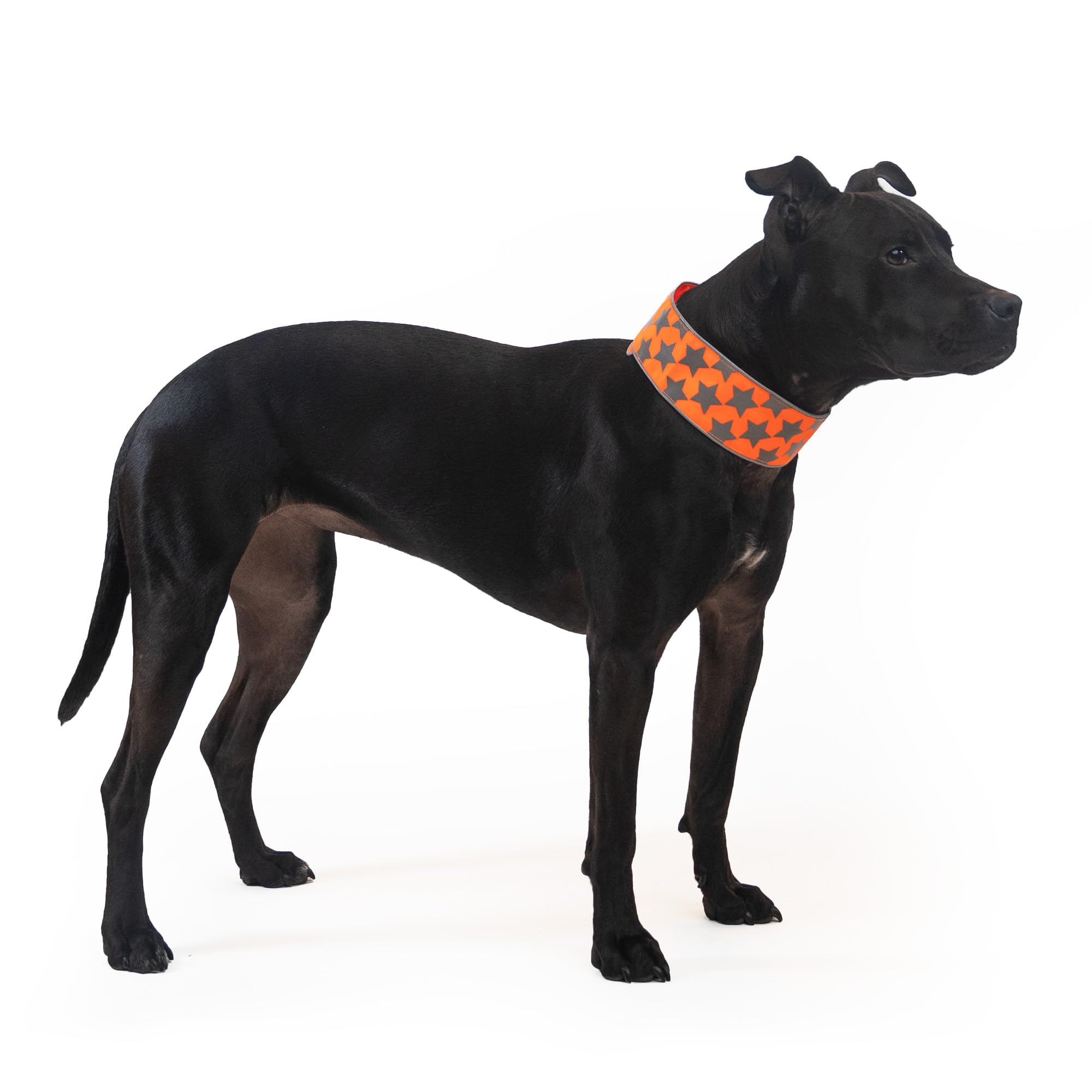 SafetyPUP XDReflective Dog Collar. Fluorescent, Blaze Orange with Adjustable Fastener for Small, Medium & Large Pets. High Visibility Dog Products to Safeguard Your PUP from Motorists & Hunters.