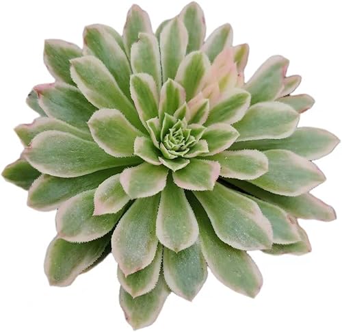 Plantas de cactus suculentas vivas de USKC (maceta de 2 pulgadas) (Aeonium Emerald Ice)
