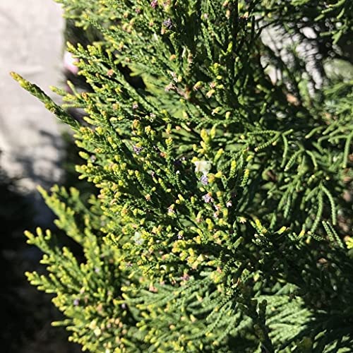 2 Hetzi Columnar Juniper Trees | Gallon Size Tree | Juniperus Chinensis #TOP1