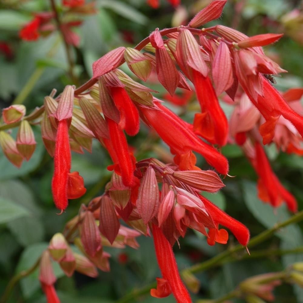 Pack x6 Salvia ‘Embers Wish' Perennial Garden Plug Plants New Variety