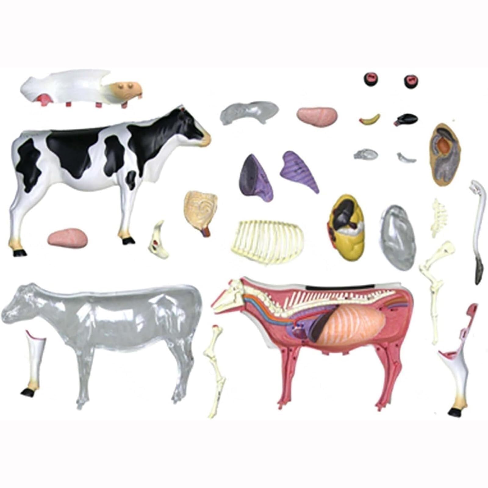 Modelo De Anatomía De Vaca 4D Con 29 Órganos Y Esqueleto Desmontables, Modelo Anatómico Veterinario Para Clínicas Veterinarias, Formación Veterinaria Y Demostración En Escuelas