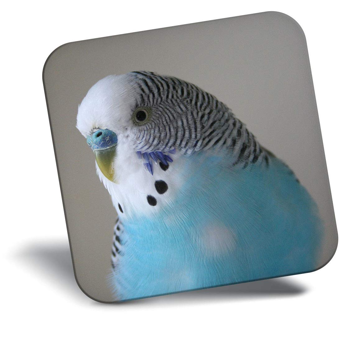 Destination Vinyl Ltd Blue Fridge Magnet - Budgie Bird Birds 14623