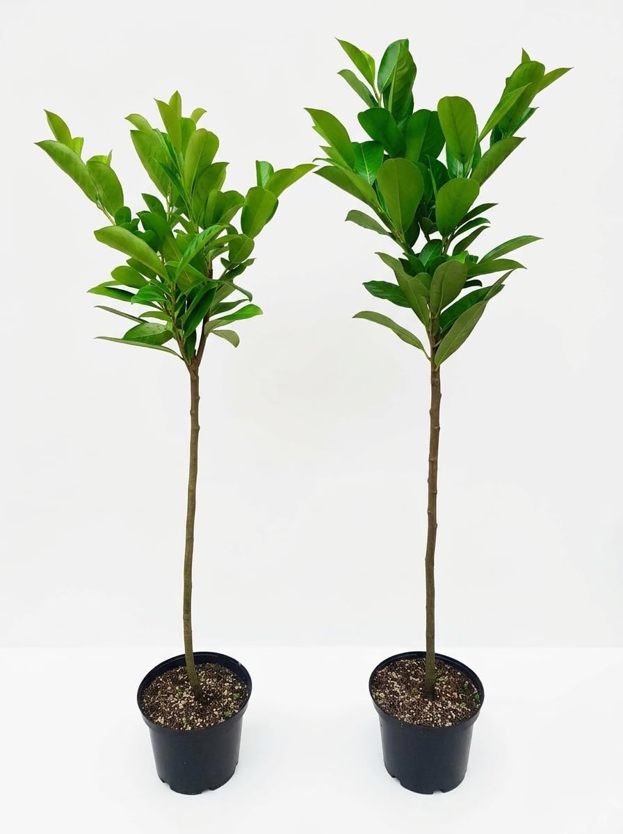 2 Stück Kirschlorbeer-Stämmchen, Prunus l. Rotundifolia (Höhe: 120-130 cm), immergrün und winterhart + Dünger