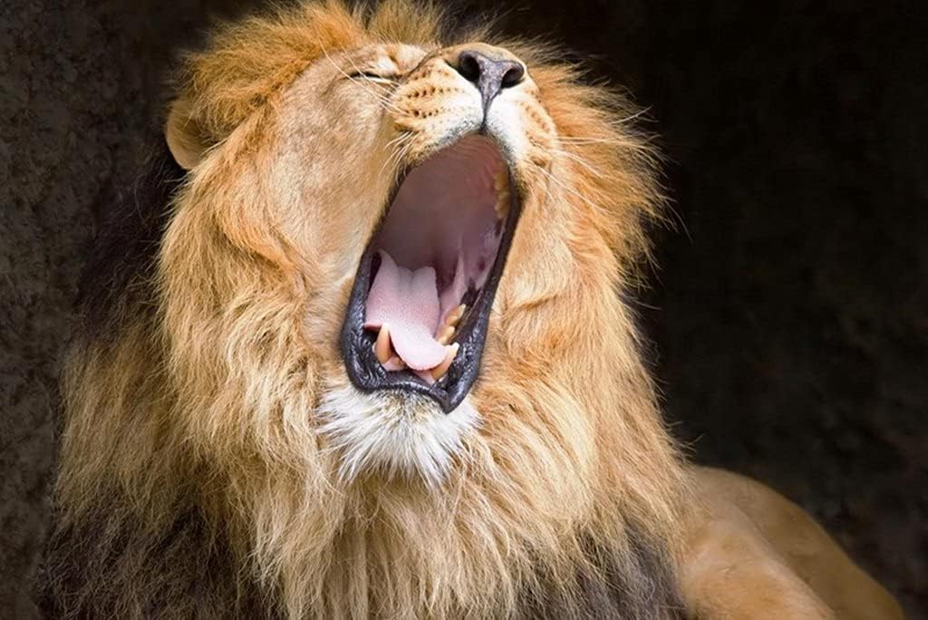 Amazon Co Jp A3 ポスター ライオンのあくび叫びたてがみ 壁紙ウォールステッカーポスター A3 4x297mm ホーム キッチン