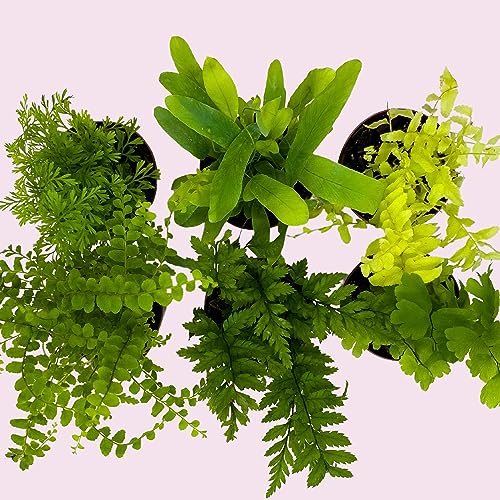 BubbleBlooms Fern Variety Assortment, 6 Different Ferns in 2 inch pots Tiny Mini Pixie Plants BubbleBlooms Fern Variety Assortment, 6 Different Ferns in 2 inch pots Tiny Mini Pixie Plants