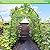 Lalahoni Garden Arch Trellis for Climbing Plants Outdoor, 7 ft Tall Walkway Trellis, Metal Archway Arbor Tunnel Large Trellis for Vegetables Plant Cucumber Trellis for Garden Raised Bed, Black