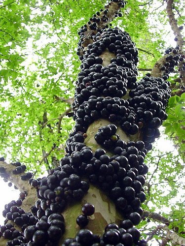 Jabuticaba Fruit Tree Plant - 6 Jabuticaba Fruit Tree Plant - 6