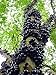 Jabuticaba Fruit Tree Plant - 6" Pot - Myrciaria -Tree That Fruits On It's Trunk