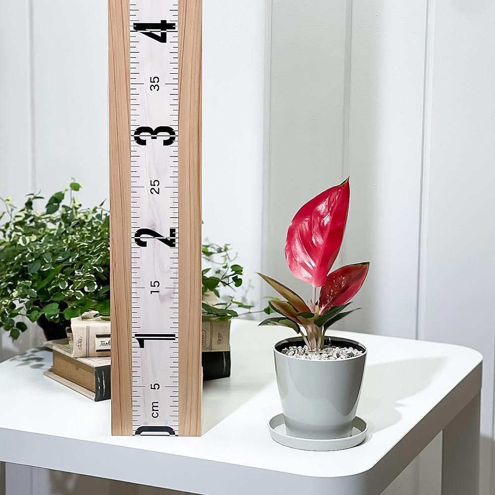 Amazon｜PLANCHU 観葉植物 アグラオネマ タイランドレッド 3.5号鉢