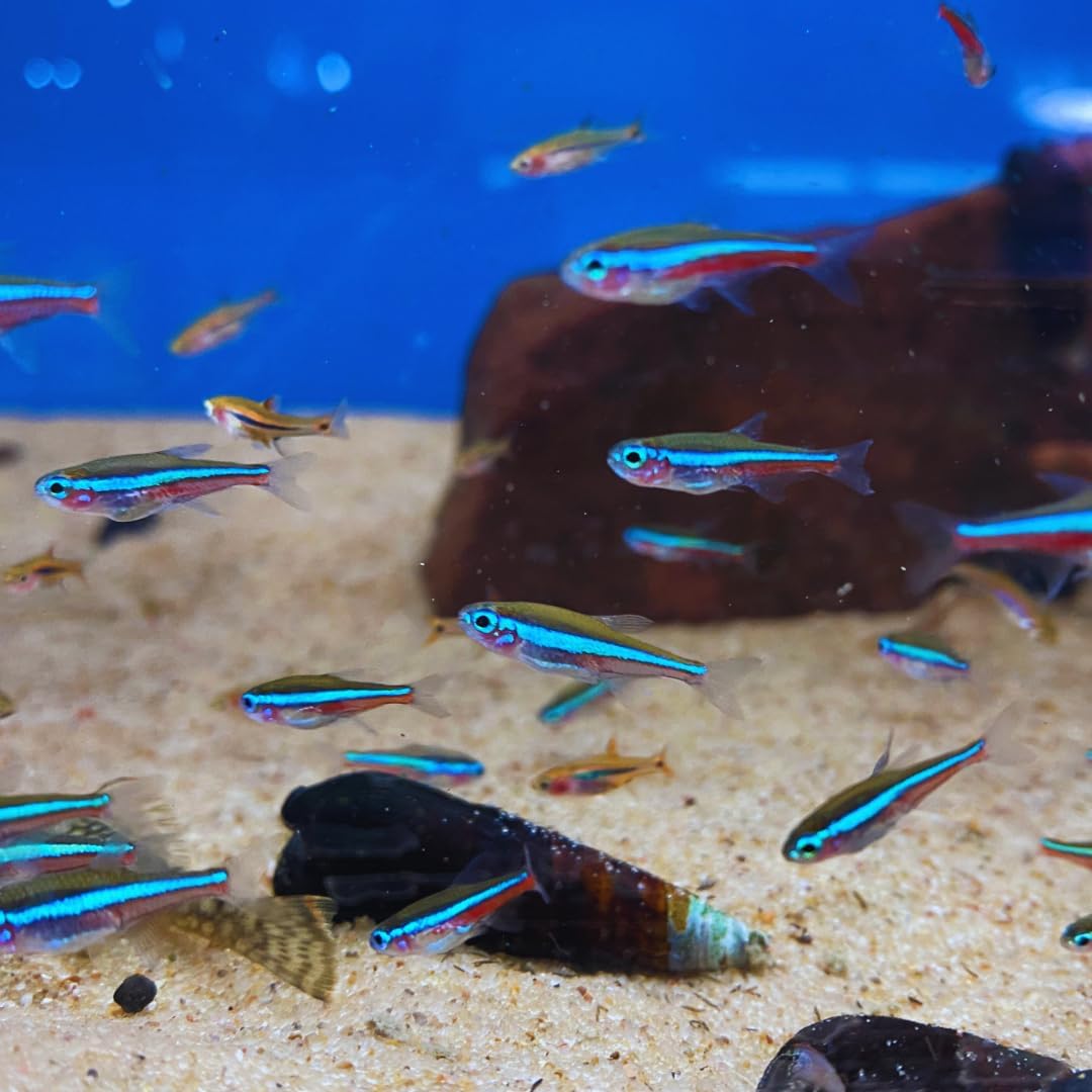 Green Neon Tetra (8 Fish Pack) - Live Fish for Aquarium Exotic Freshwater Live Fish, Live Aquarium Fish, Live Fish, Live Freshwater Fish - Freshwater Fish Live Buy Live Fish