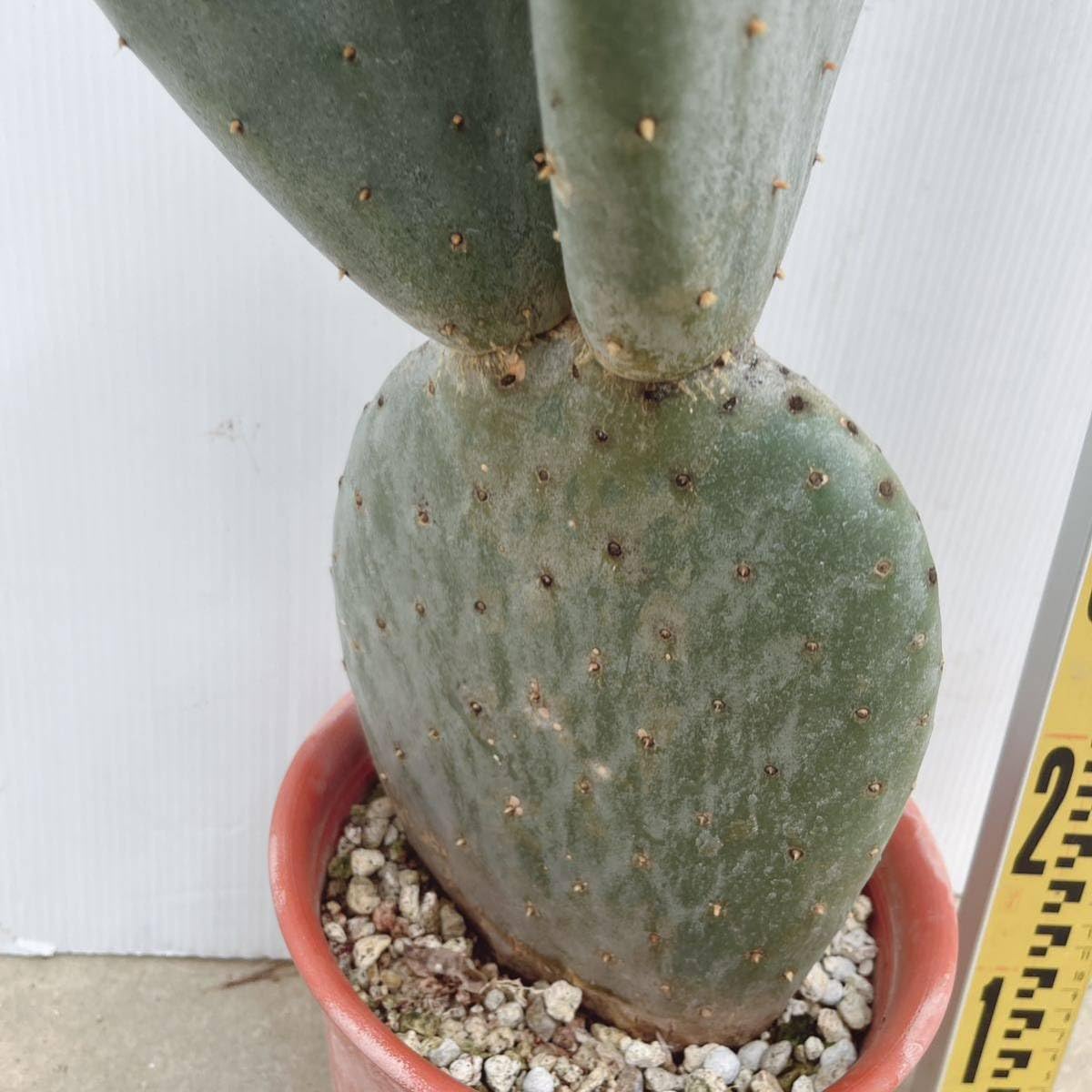 団扇サボテン 超巨蒼白大苗 発根済 ドライガーデン