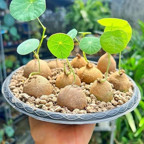 Miniatura 3 de Stephania Cephalantha Plant Caudex, suculenta rara Caudex de 2 a 2.5 pulgadas de ancho, ya brotada para plantar, planta de interior tropical