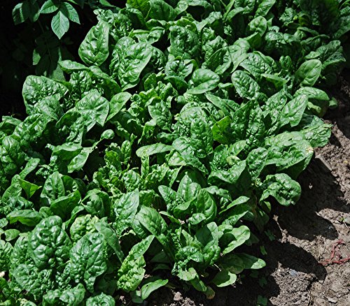 1200 Giant Noble Spinach Seeds For Planting Heirloom Non Gmo 14+ Grams Of Seeds Garden Vegetable Nobel Bulk Survival #TOP1