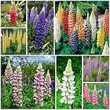 300 piezas Semillas de altramuz perenne, Plantas de jardín, Plantas de jardín de rocas, Lupinus micranthus, Flores silvestres, Plantas perennes resistentes, Semillas de flores aptas para abejas,