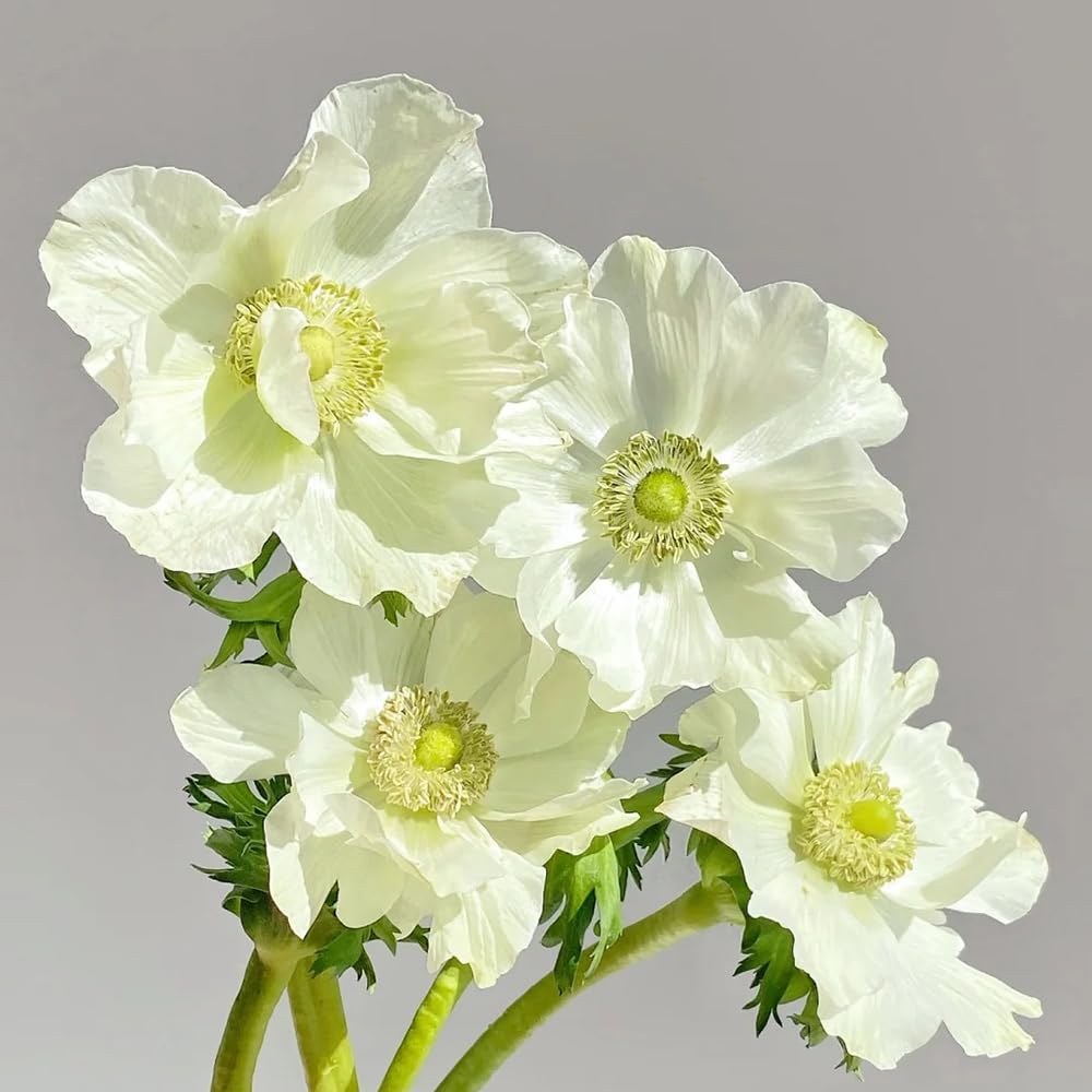 bulbi/anemone balcone di letto rialzato balcone Aiuole rialzate 30Rhizome