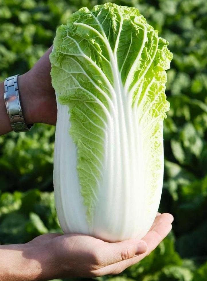 Semillas Napa Col China No GMO Heirloom