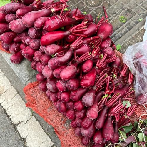 semi di ravanello resistenti - semi di ortaggi in letto rialzato semi di ravanello Semi di ortaggi da balcone balcone per aiuola rialzata regali per giardinieri varietà antiche semi di 250pcs