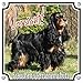 Produktbild Hundeschild English Cocker Spaniel -Premium Metallschild - rostfrei und beständig, 15 x 15 cm
