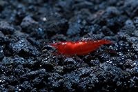 Vista 9 de Acuario vivo de agua dulce Camarones Neocaridina (terciopelo azul (paquete de 5))