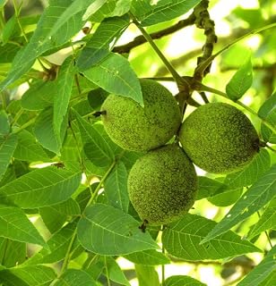 Live Plant - 5 Black Walnut Trees - 12-24" Tall Seedlings - Live Plants - Juglans nigra