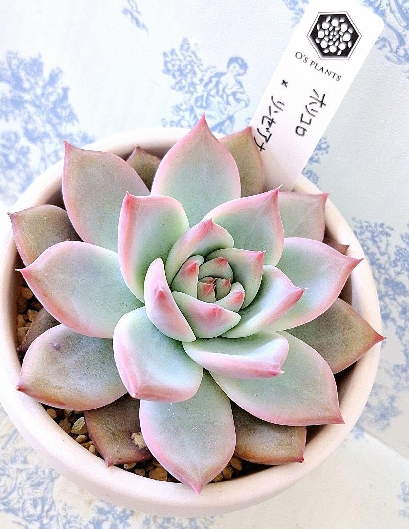 超希少 極上株 Bee houseさん苗 リンゼアナ×ホリコロ 札付き 多肉植物 多肉