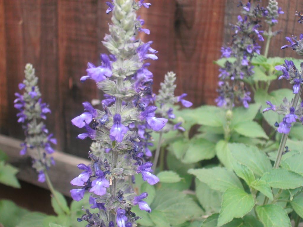 3 Starter Plants of Salvia Mystic Spires Blue